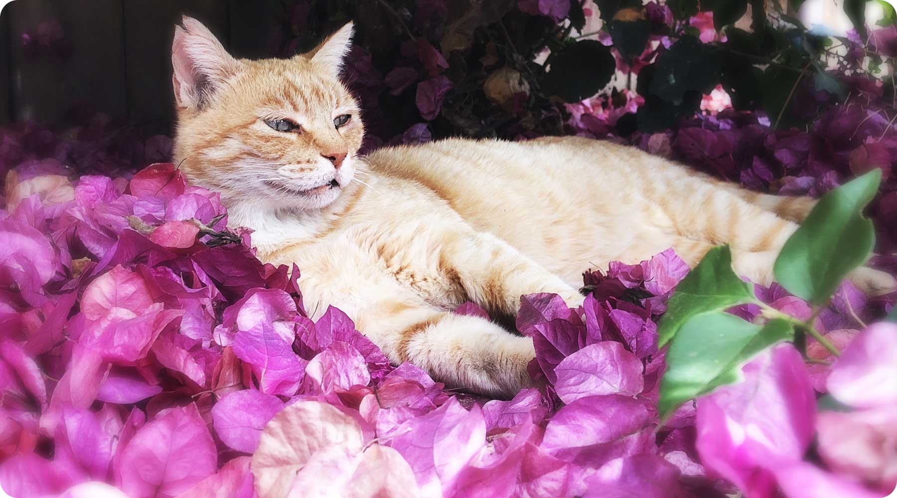 An orange and white tabby lies on a bed of purple leaves.